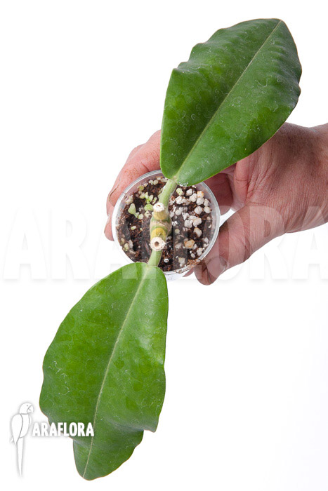 Hoya imperalis ‘Starter’