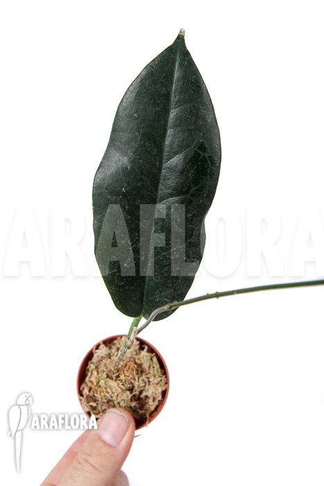 Hoya kaimuki ‘Red’