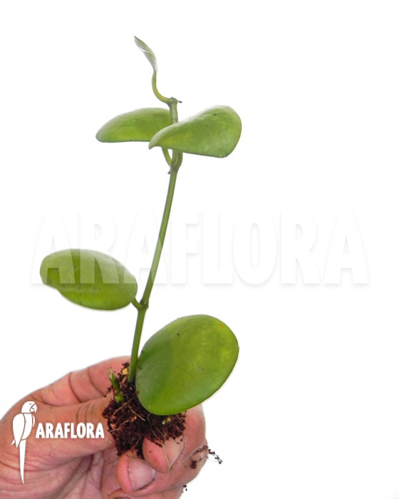 Hoya kastbergii starter