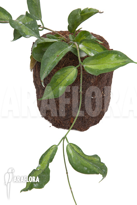 Hoya kenejiana albomarginata