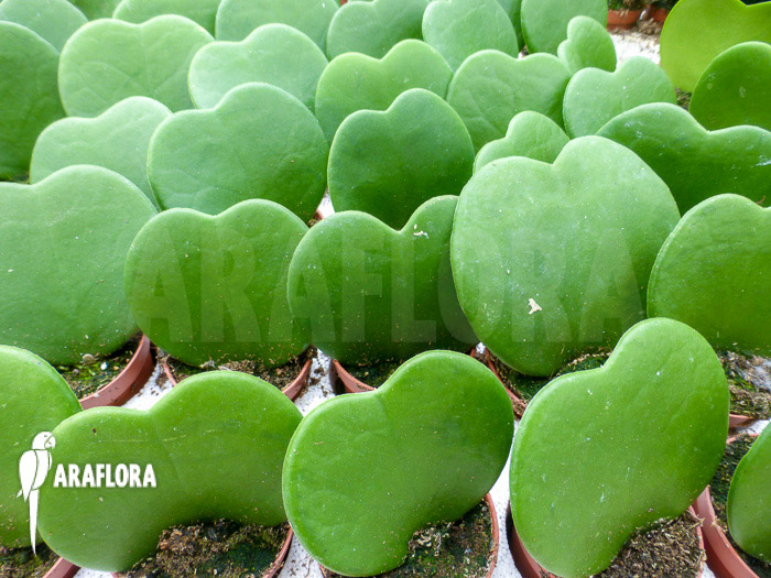 Hoya kerrii ‘Starter’