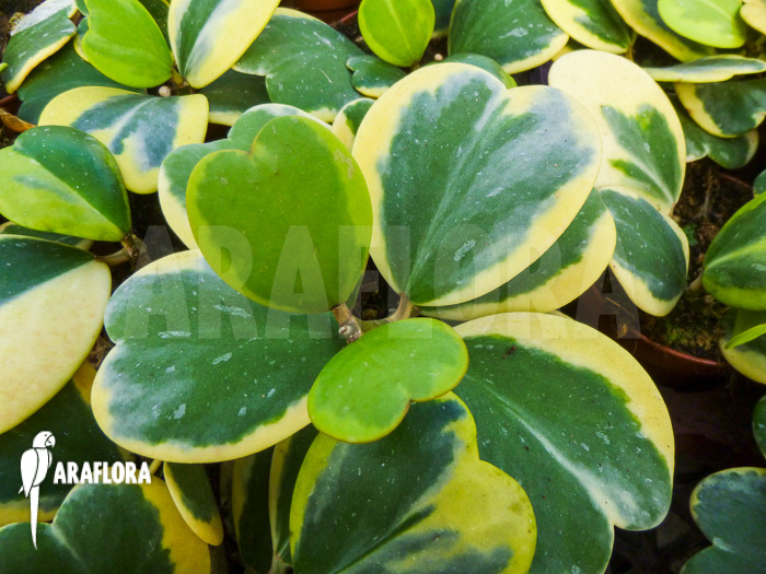Hoya kerrii variegata