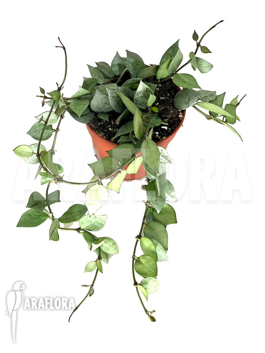 Hoya krohniana ‘eskimo’