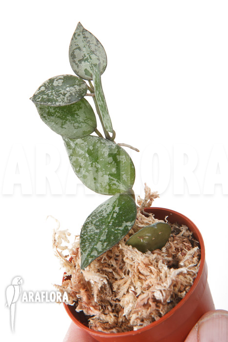 Hoya lacunosa ‘Silver leaves’