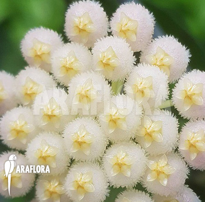 Hoya lacunosa ‘Silver leaves’