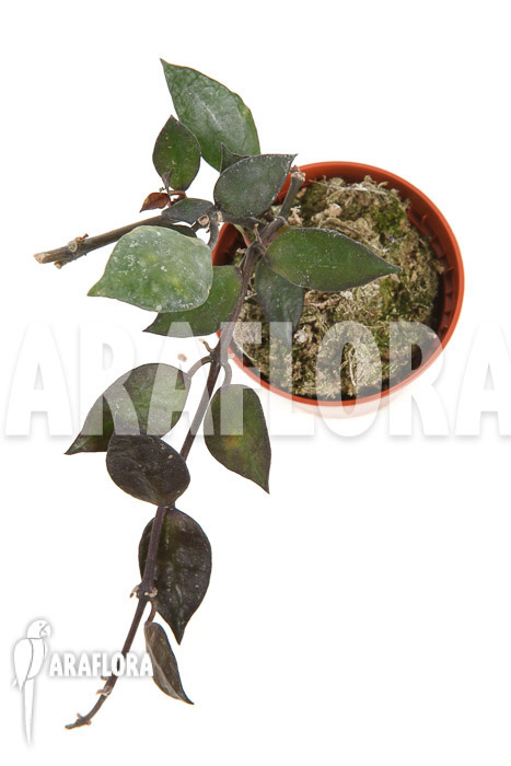 Hoya lacunosa ‘Silver leaves’ Type B