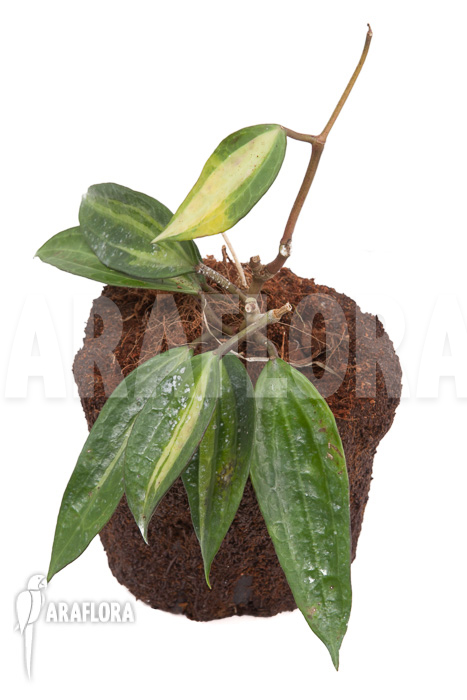 Hoya macrophylla variegata