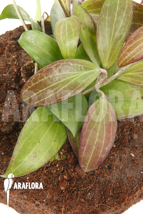 Hoya merrillii long leaf ‘L’