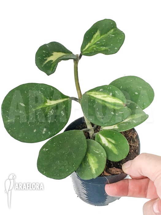 Hoya obovata variegated ‘Splash’