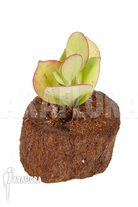 Hoya pachyclada ‘Pink Leaf’