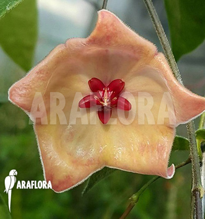 Hoya patella flower