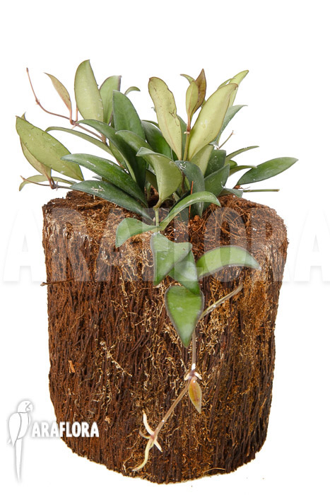 Hoya ‘Rosita’ ( wayetii x tsangii)