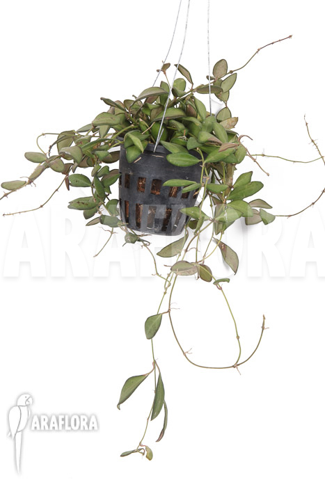 Hoya sp aff Burtoniae