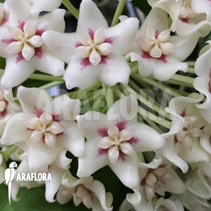 Hoya sp ‘ut 029’