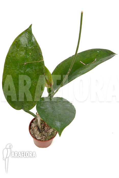 Hoya sp ‘ut 029’