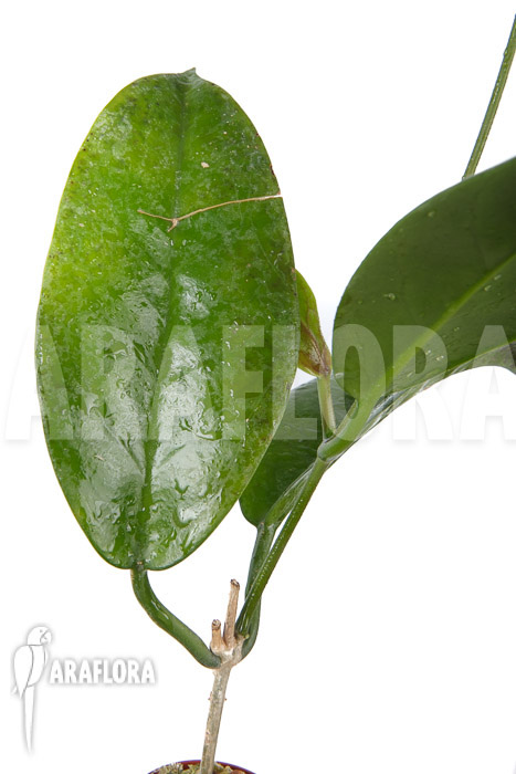 Hoya sp ‘ut 029’