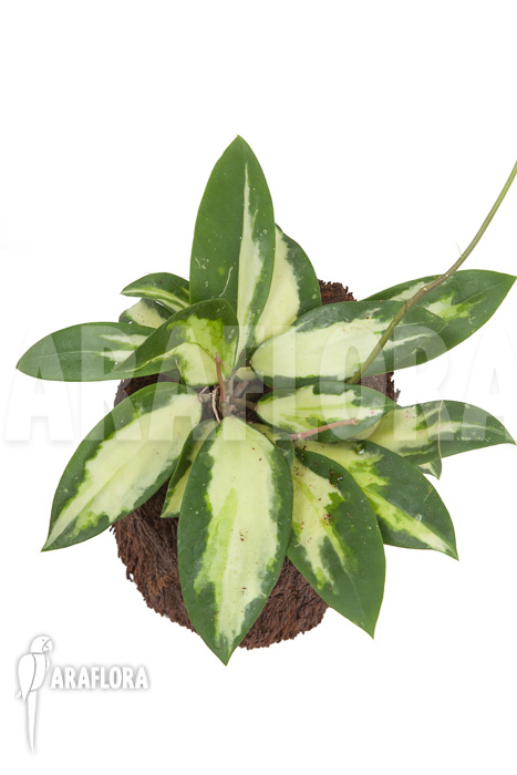 Hoya verticilata variegata