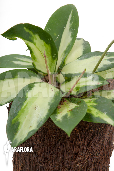 Hoya verticilata variegata