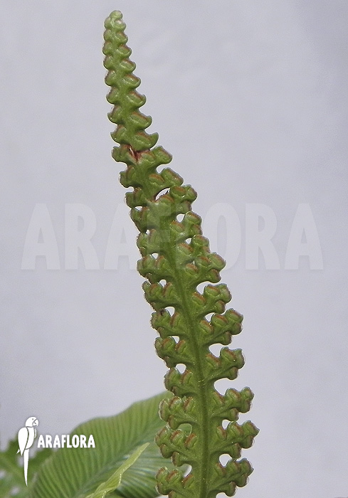 Humata-heterophylla-3