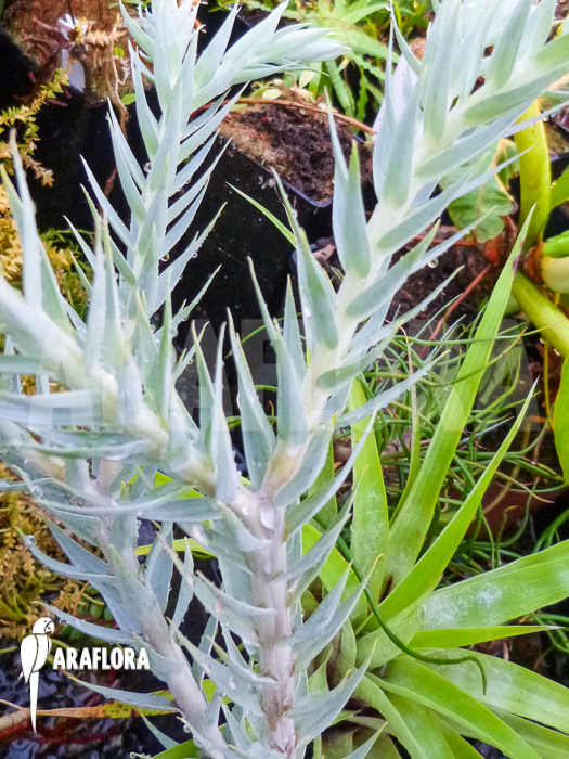 Huperzia ‘Lycopodium’ goebelii