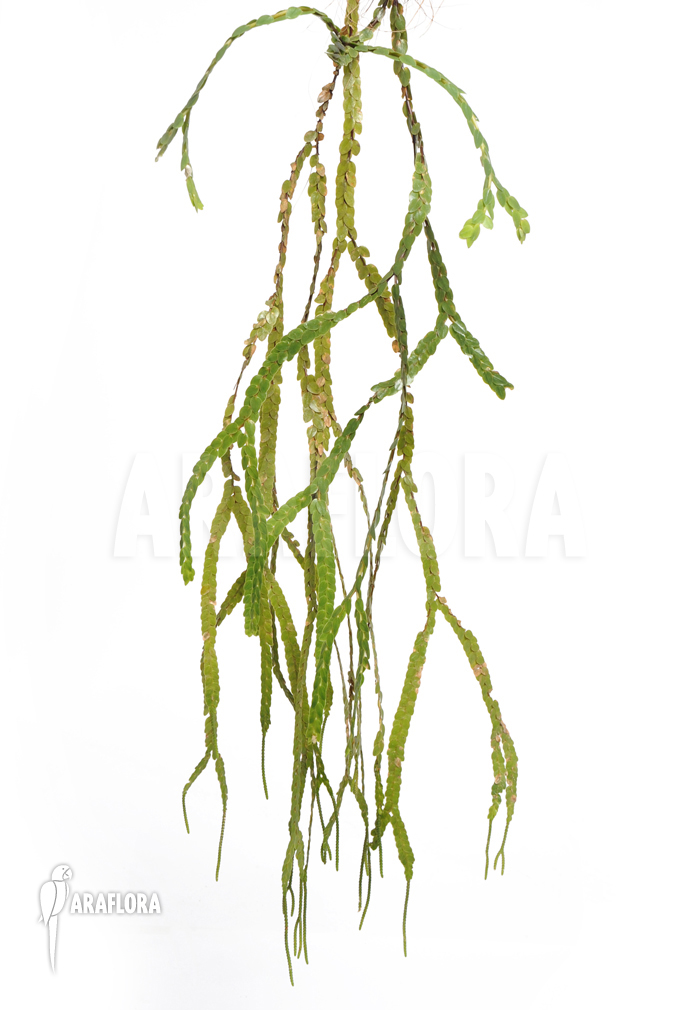 Huperzia ‘Lycopodium’ nummulariifolia