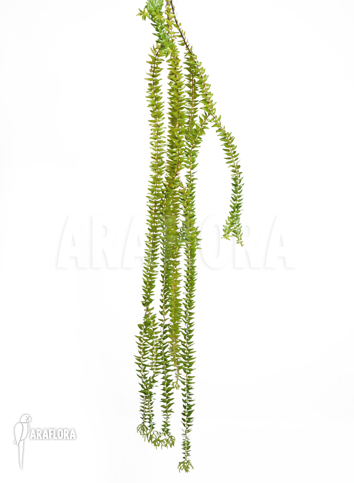 Huperzia ‘Lycopodium’ phlegmaria ‘XL’