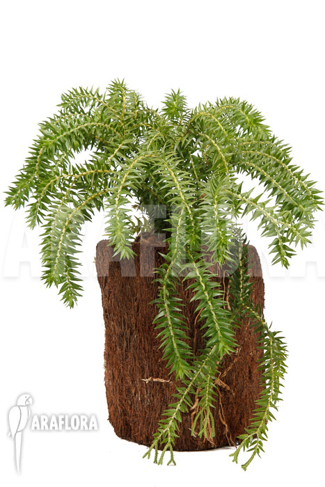 Huperzia ‘Lycopodium’ phlegmaria ‘XL’