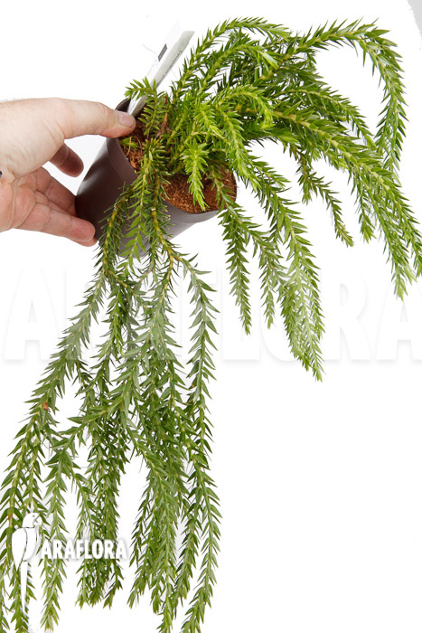 Huperzia ‘Lycopodium’ phlegmaria ‘XL’