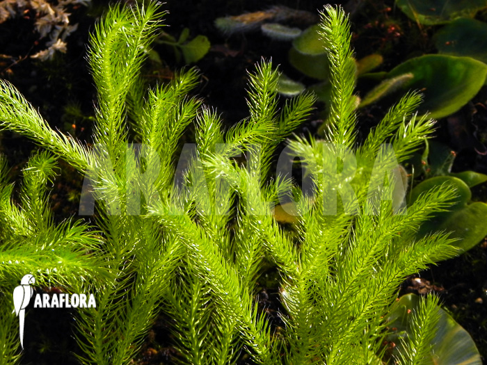 Huperzia ‘Lycopodium’ pinifolia