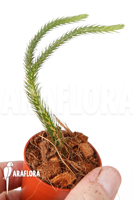 Huperzia ‘Lycopodium’ pinifolia ‘starter’