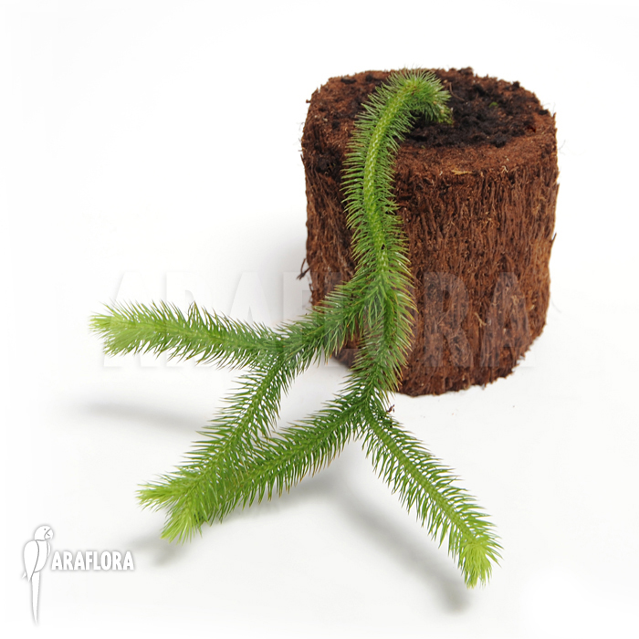 Huperzia ‘Lycopodium’ squarrosum