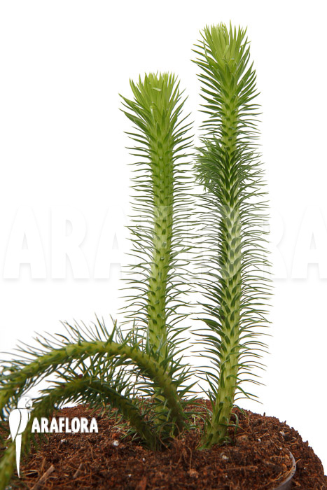 Huperzia ‘Lycopodium’ squarrosum XL