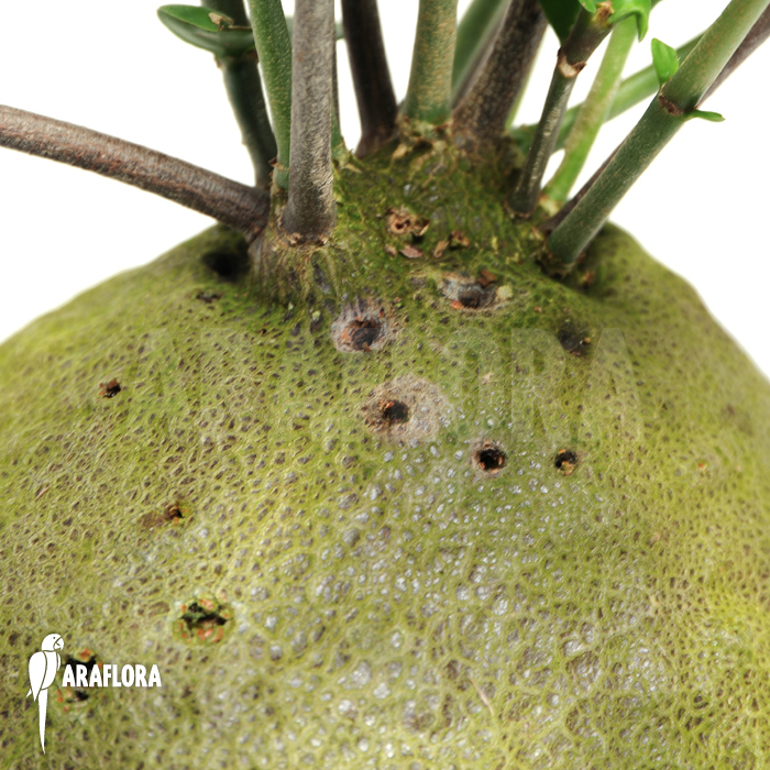 Hydnophytum cf. mosleyanum