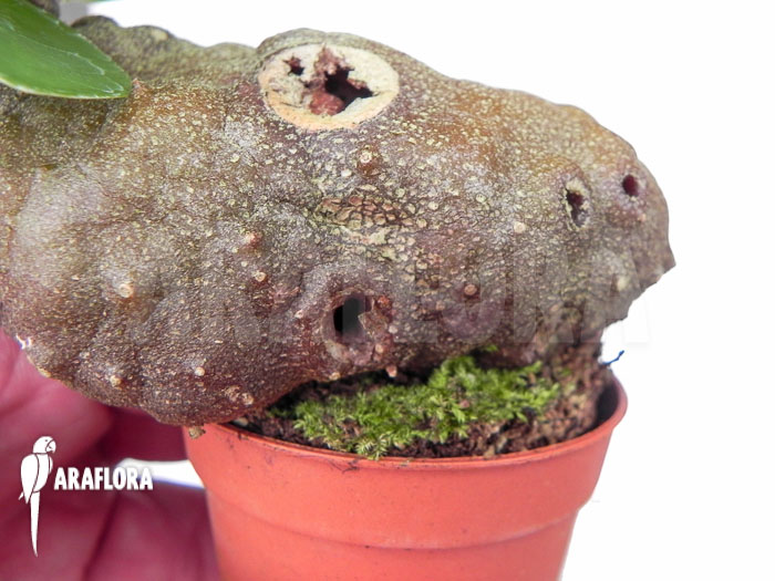 Hydnophytum formicarum ‘Starter’