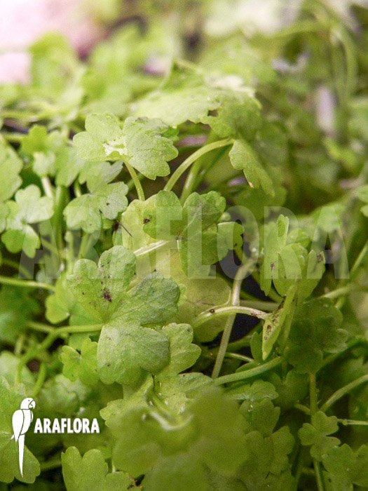 Hydrocotyle tripartita ‘Japan’
