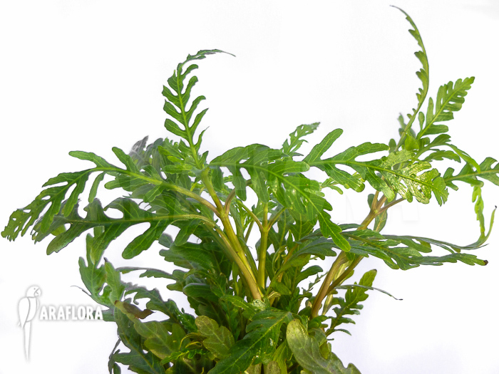 Hygrophila pinnatifida