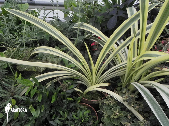 Hymenocallis littoralis cv. Variegata