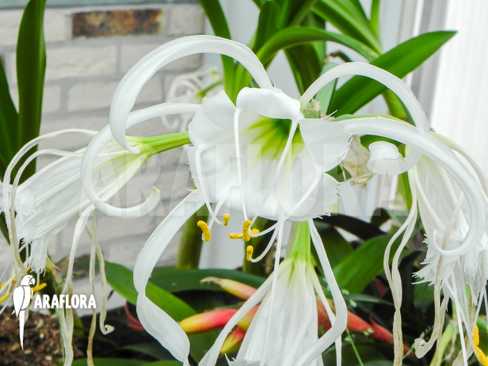 Hymenocallis littoralis cv. Variegata