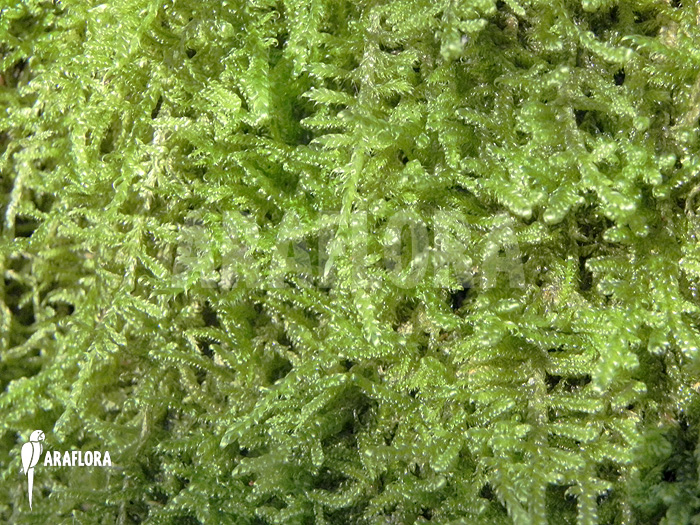 Hypnum cupressiforme ‘Moss on tree’