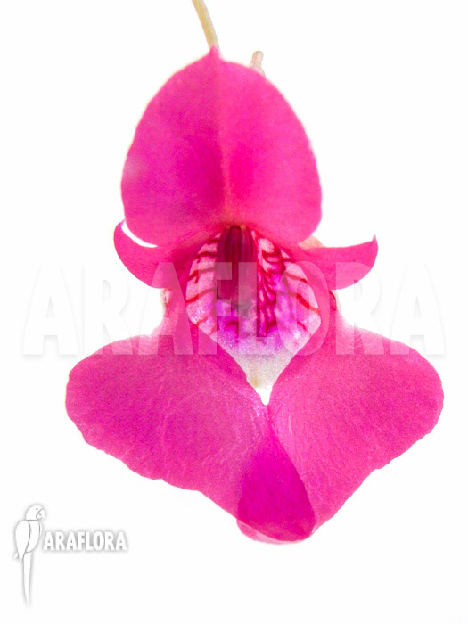 Impatiens columbaria