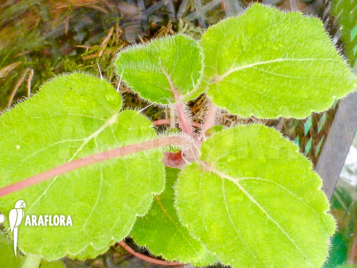 Impatiens columbaria