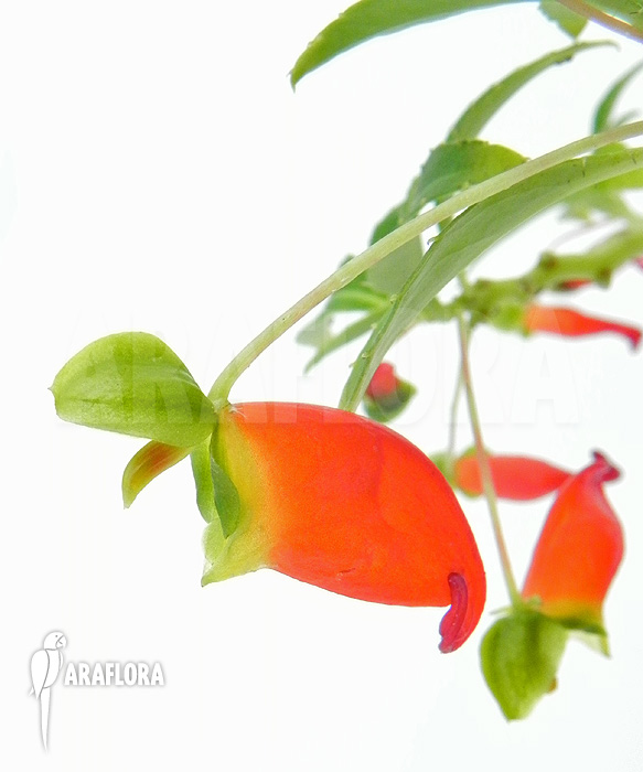 Impatiens keilii