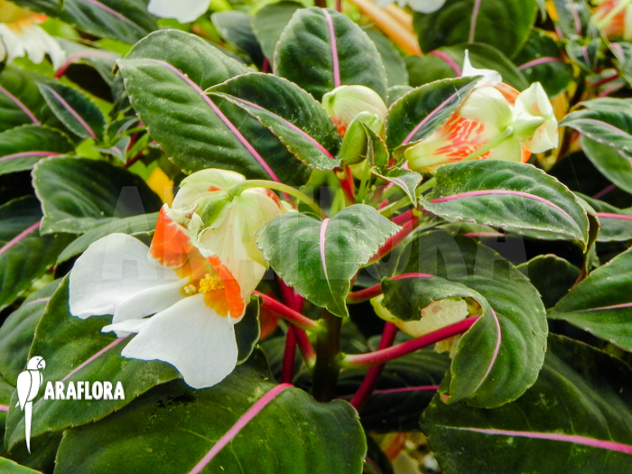 Impatiens morsei