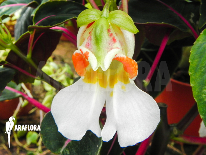 Impatiens morsei
