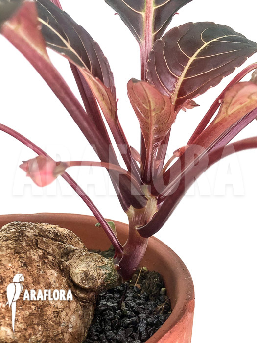 Impatiens phengklaii ‘L’