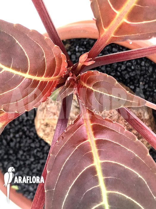 Impatiens phengklaii ‘L’