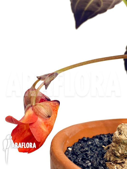 Impatiens phengklaii ‘M’