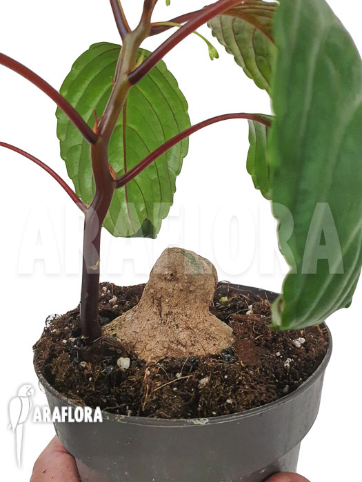 Impatiens phengklaii ‘M’