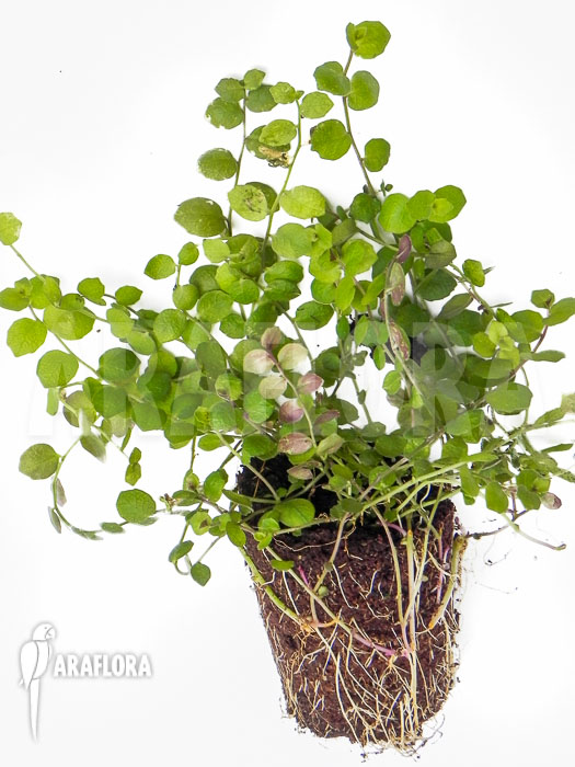Isotoma fluviatilis plug detail