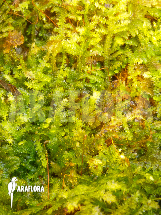 Java Mos Vesicularia dubyana small type